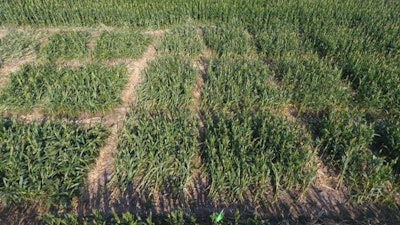 Researchers used unmanned aerial vehicle to conduct a survey of maize lodging experiments in Hebei Province.