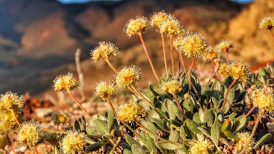 In this photo provided by the Center for Biological Diversity, Tiehm's buckwheat grows in the high desert in the Silver Peak Range of western Nevada about halfway between Reno and Las Vegas, June 1, 2019, where a lithium mine is planned.