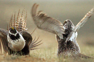In this May 9, 2008, file photo, male sage grouses fight for the attention of females southwest of Rawlins, Wyo.