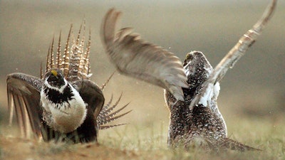In this May 9, 2008, file photo, male sage grouses fight for the attention of females southwest of Rawlins, Wyo.