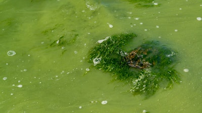 A large chunk of algae.