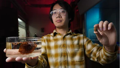 University of Chicago Pritzker School of Molecular Engineering PhD candidate Changxu Sun holds up a small malva nut and a submerged one to demonstrate how much it swells in water. Sun is harnessing this “natural hydrogel” to create new medical devices.