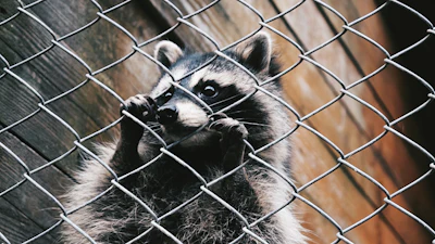 Raccoon I Stock 2168164444