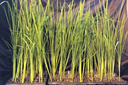 A collection of CRISPR-Cas mutagenized rice plants.