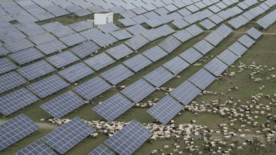 Tibetan sheep graze at a solar farm in Hainan prefecture of western China's Qinghai province on Tuesday, July 1, 2025.