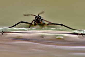 Rhagovelia water strider showing fans.
