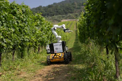Frasky in a real vineyard in Bergamo.