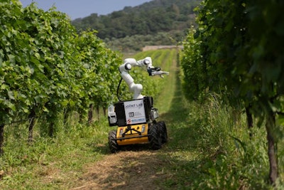Frasky in a real vineyard in Bergamo.