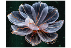 Visualization of the microscopic 'DNA flowers' made by Ronit Freeman in the Freeman Lab at UNC.