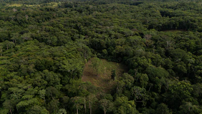 A coca crop is visible on the outskirts of Puerto Asis, Colombia, Nov. 26, 2025.