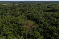 A coca crop is visible on the outskirts of Puerto Asis, Colombia, Nov. 26, 2025.