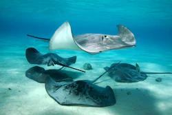 Stingray