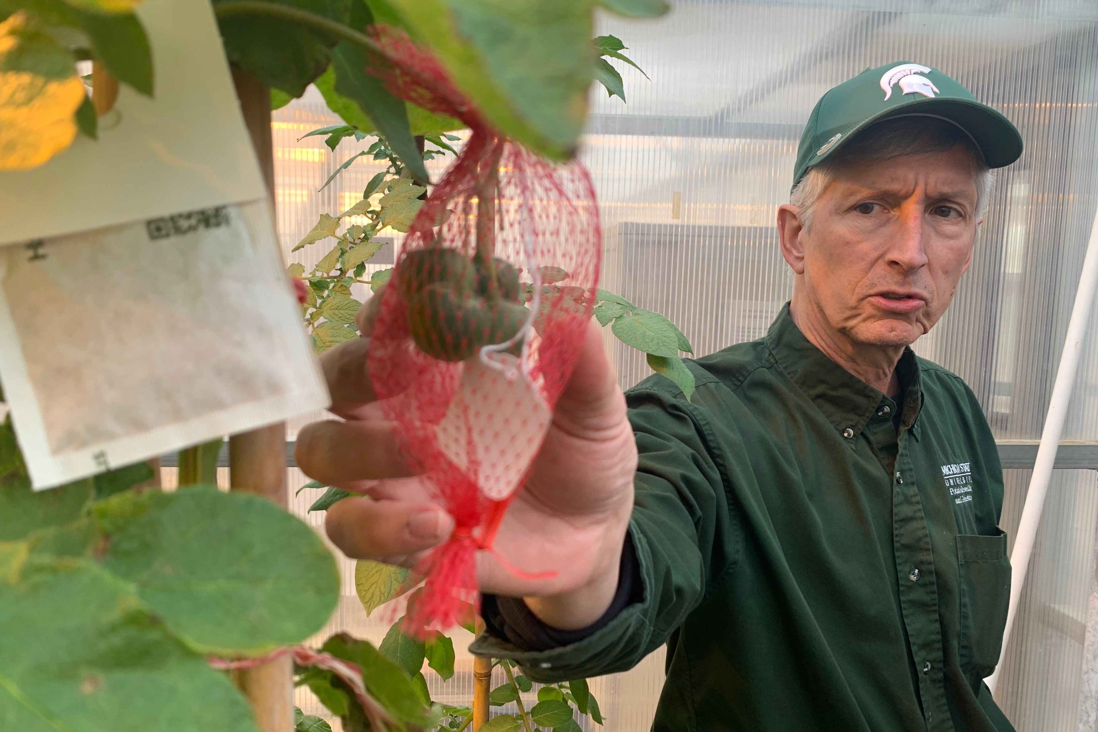 David Douches, a Michigan State University professor who leads the school's Potato Breeding and Genetics Program, at a campus greenhouse in East Lansing, Mich., March 24, 2026.