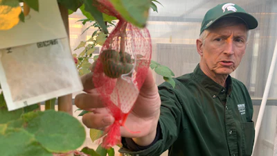 David Douches, a Michigan State University professor who leads the school's Potato Breeding and Genetics Program, at a campus greenhouse in East Lansing, Mich., March 24, 2026.
