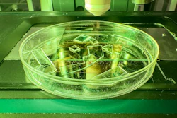 Transparent acrylic samples with engineered nanotextured surfaces, prepared for microscopy analysis, showing how clear plastic can be turned into a coating that physically tears viruses apart on contact.