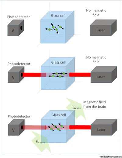 Shining a laser through a tiny chamber of atoms turns the cloud of atoms into a sensor that can detect the extremely weak magnetic fields of the brain.