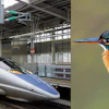 The nose of a Japanese high-speed train resembles a kingfisher’s beak.