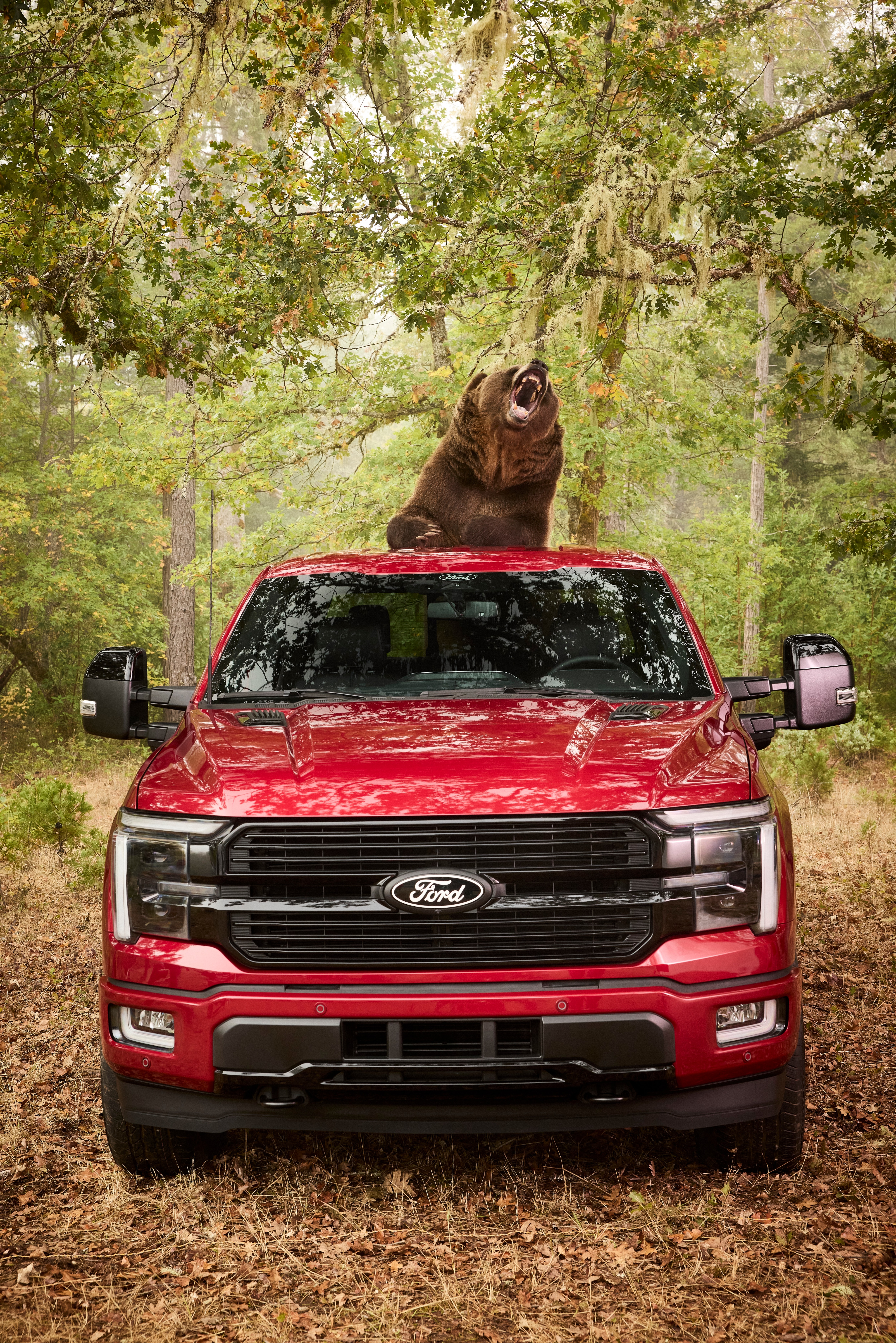 Bear Security 6