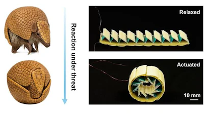 Researchers have drawn inspiration from armadillos to create a protective structure that responds to external threats by curling into a protective ball to protect electronic devices or other payloads. The structure is designed to automatically respond when it detects strain and can be tuned to respond to anything from a delicate touch to a significant impact.