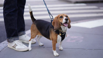 Bailey, a gene-edited hypoallergenic beagle, poses for a photo in New York on Aug. 4, 2026.