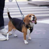 Bailey, a gene-edited hypoallergenic beagle, poses for a photo in New York on Aug. 4, 2026.