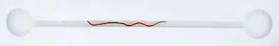 A California blackworm moves faster forward inside a narrow channel because it has less space to turn around.