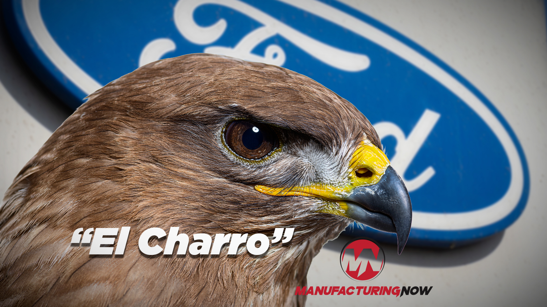 Close-up of a hawk with yellow eye-ring and beak against Ford blue logo background, labeled 'El Charro'