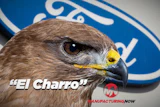 Close-up of a hawk with yellow eye-ring and beak against Ford blue logo background, labeled 'El Charro'