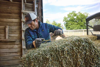 Farmer in blue jacket and cap handling hay bales near a wooden barn and truck